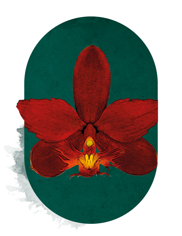 Epidendrum